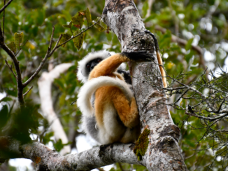 Madagaskar - golden diadeem sifaka