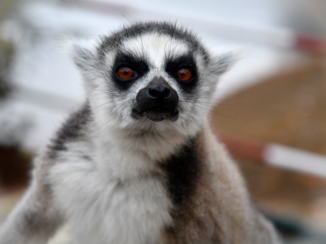 Madagaskar - king Julien