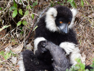 Madagaskar - Vari