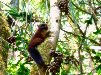 Madagaskar - red bellied lemur