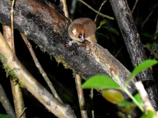 Madagaskar - mouse lemur