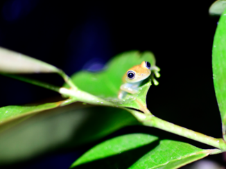 Madagaskar - yellow finger frog