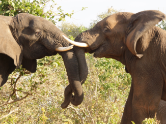 Chobe National Park - Olifanten in gevecht