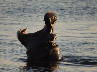 Chobe National Park - Nijlpaard