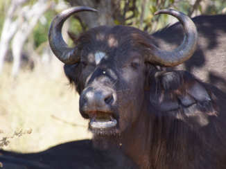 Chobe National Park - Buffel van dichtbij