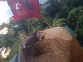 Seychellen - Coconut