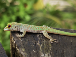 Seychellen - Little buddy