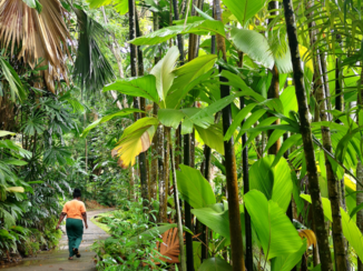 Seychellen - Jungle Groen