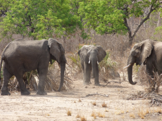 Liwonde National Park - de uitdaging