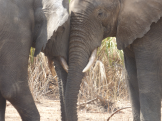 Liwonde National Park - we beginne