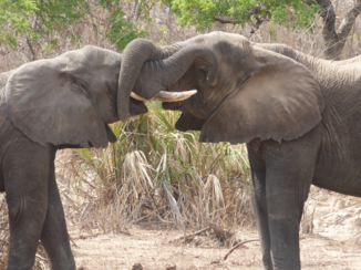 Liwonde National Park - slurven test wir de sterkste is