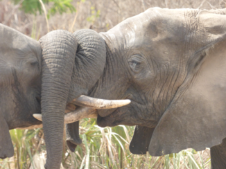 Liwonde National Park - wie gaat er winnen