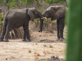 Liwonde National Park - vrede weer