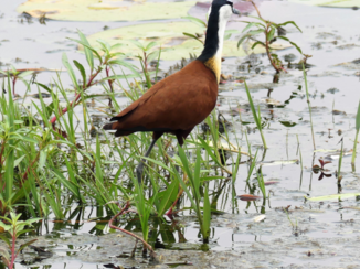 Botswana - Lijkt alsof hij loopt over het water