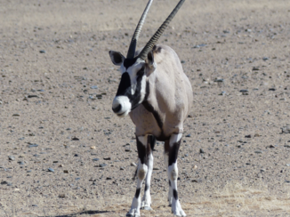Namib-Naukluft National Park - ondanks de kale vlaktes leven er beesten