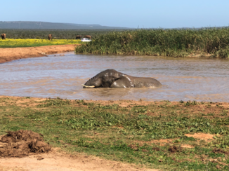 Addo Elephant National Park