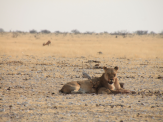 Etosha National Park