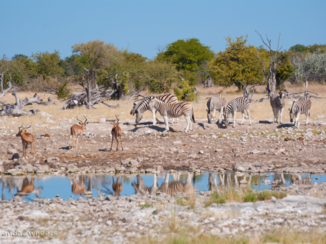 Namibië - Etosha park zebra's