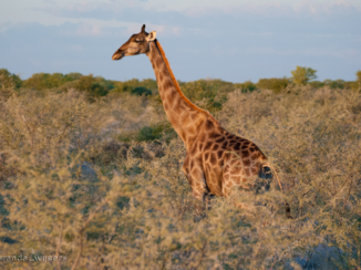 Namibië - Zonsondergang in Etosha Park