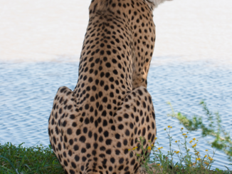Namibië - Cheetah bij een waterplas