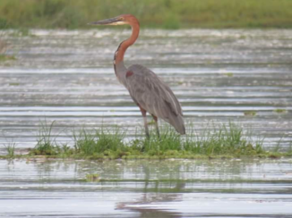 Oeganda - Goliath reiger