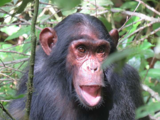 Oeganda - Chimpansee