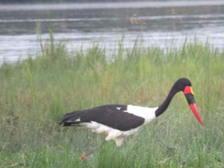 Oeganda - Zadelbekooievaar