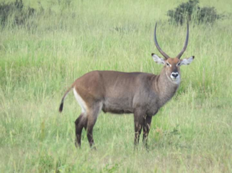 Oeganda - Waterbok