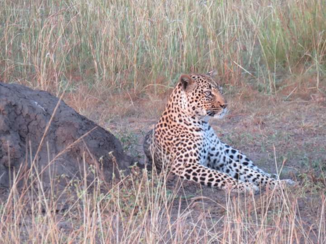 Oeganda - Luipaard