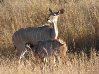 Botswana