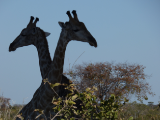 Botswana