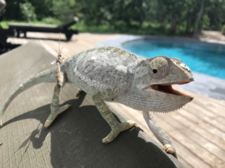 Okavango Delta - Kameleon