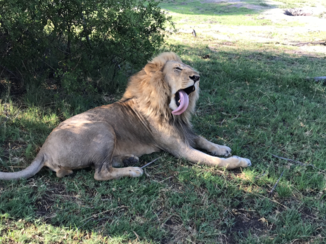 Okavango Delta - Leeuw