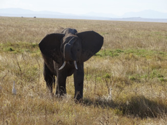 Amboseli National Park