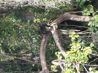Gambia - Chimp island