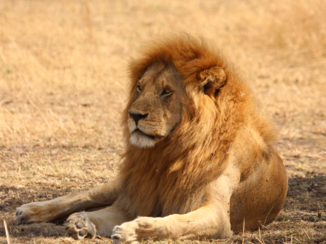 Tanzania - Mannetjesleeuw