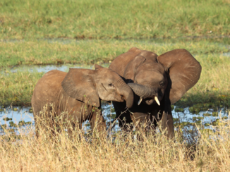 Tanzania - Jonge olifanten