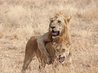 Tanzania - Verliefde leeuwen