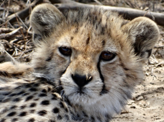 Tanzania - Jonge cheeta