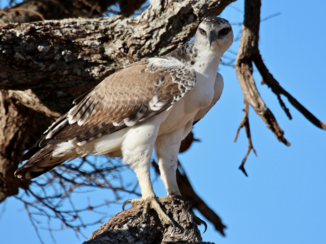 Tanzania - Roofvogel