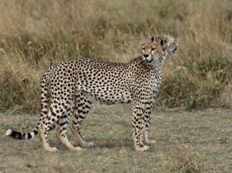 Tanzania - Cheetabroertjes