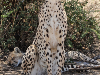 Tanzania - Moedercheeta