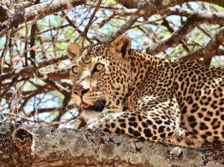 Tanzania - Luipaard