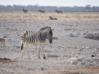 Etosha National Park - Landschap
