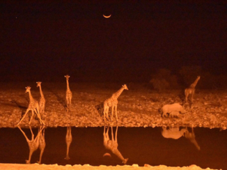 Etosha National Park - waterhole