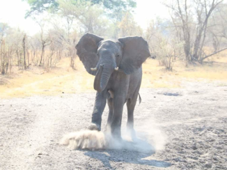 Botswana - Stoere bull