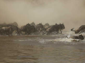 Serengeti National Park - crossing bij de Mara. Tanzania