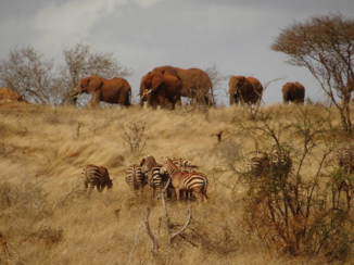 Kenia - Olifanten. Zebra