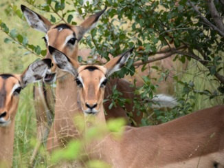Krugerpark - Zeg eens aaa