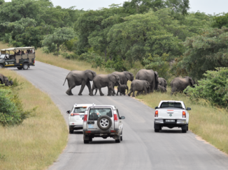 Krugerpark - Zebrapad voor olifanten